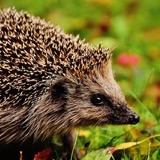 Hedgehog