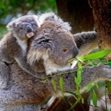 Koala