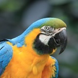 Parrot